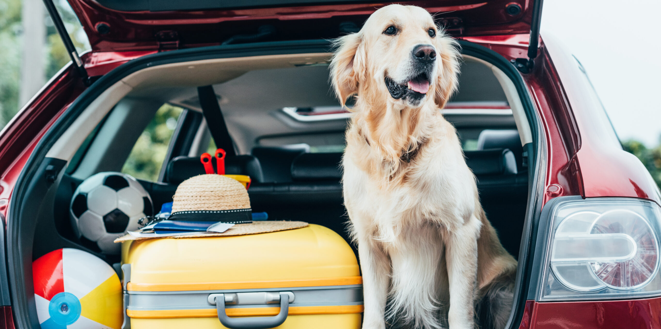 Ein Hund sitzt im Kofferraum eines PKWs. Die Kofferraumklappe ist geöffnet. Neben dem Hund liegt ein Koffer, ein Sonnenhut und zwei Bälle.