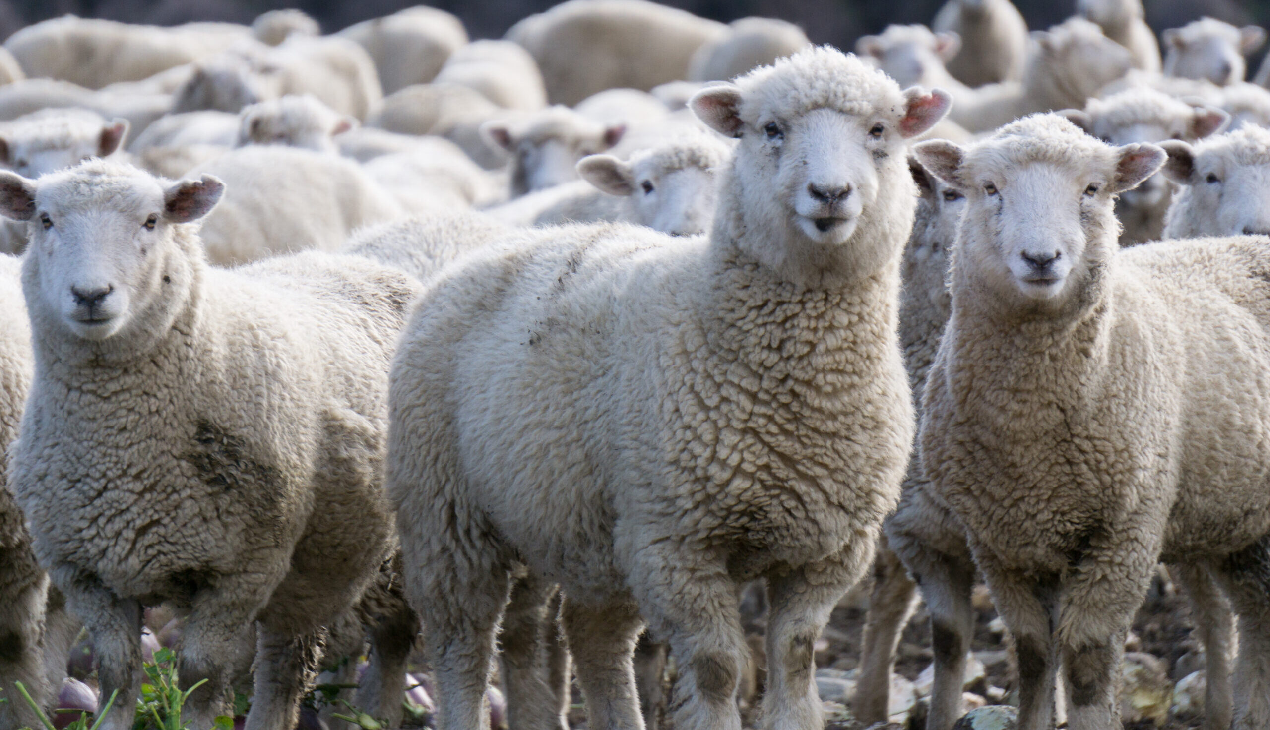 Eine Schafsherde, die zusammen au einer Wiese steht. Drei Schaft schauen frontal in die Kamera.