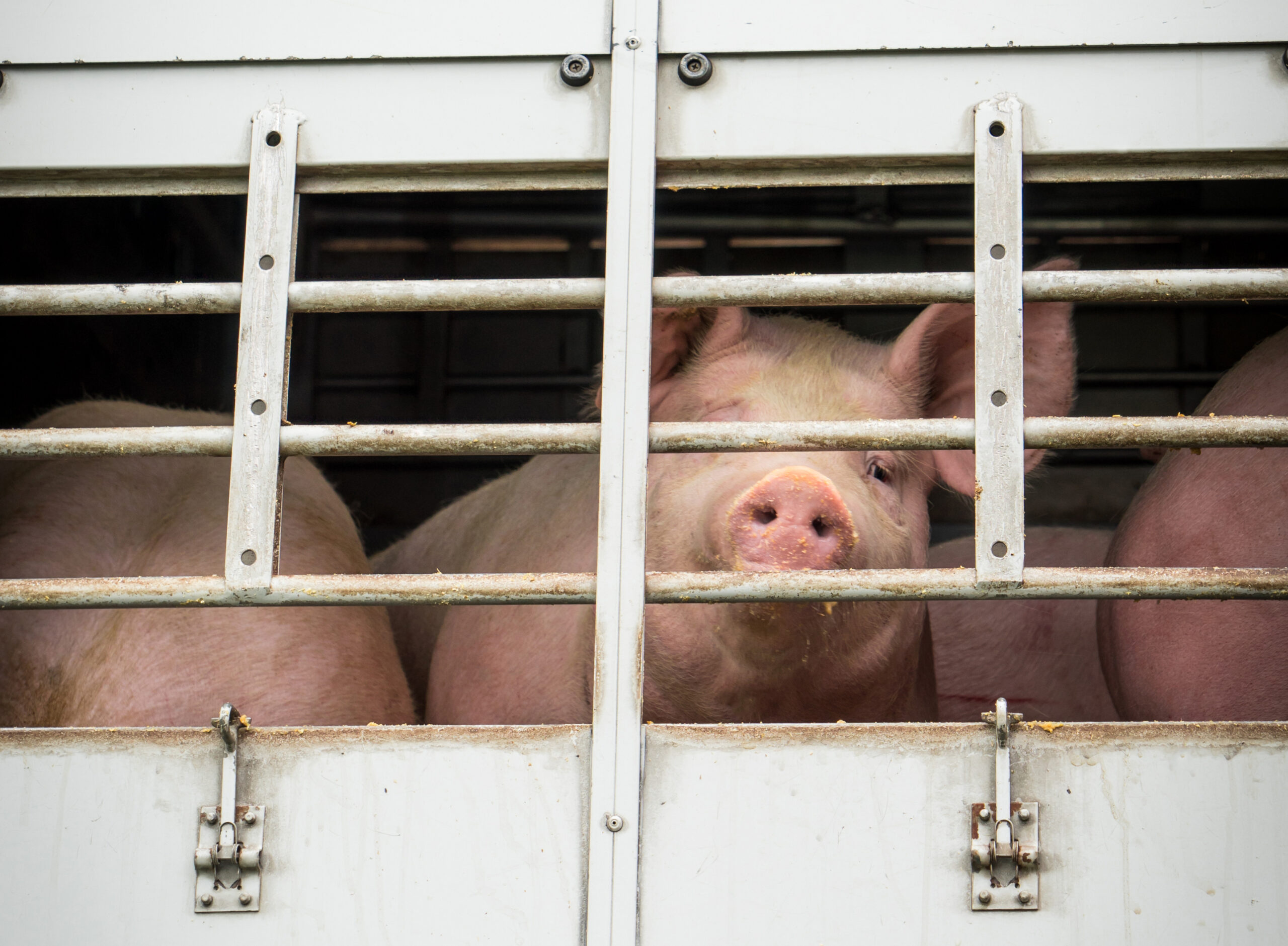 Schwein in Tiertransporter